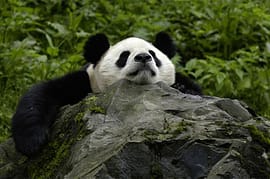 4 Days Chengdu Panda Tour | Wolong, Panda Valley and Giant Panda Experience